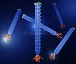 How big is the m13 virus?