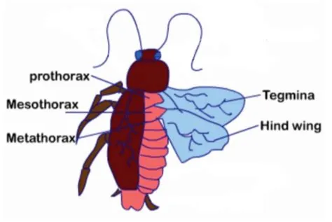 What is tegmina or elytra?