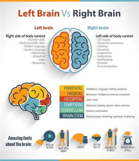 Are students left brained or right brained?