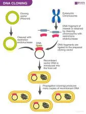 Can you clone a human with dna?