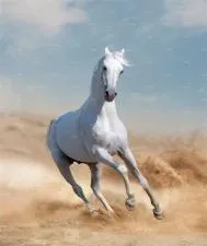 How far can an arabian horse run without stopping?