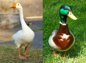 Is a geese a duck?