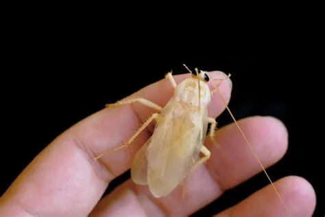 Are white roaches real?