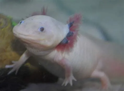 How old is the oldest axolotl?