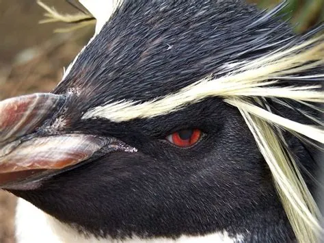 Is penguin blind in one eye?