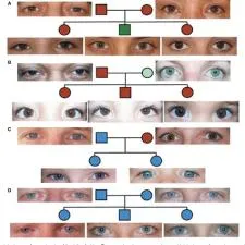 Which eye color is genetic?
