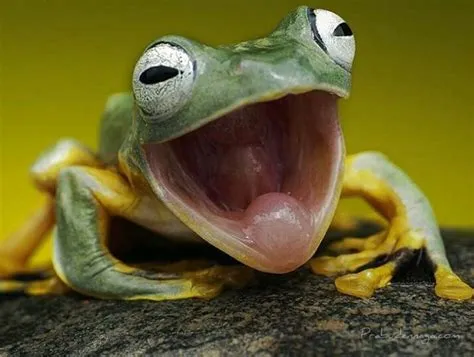 Do frogs get happy?