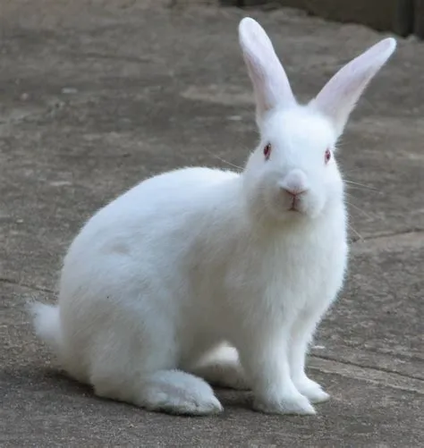 What is rabbits real name?