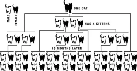 What is the number 1 cat killer?