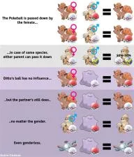 What pokémon can breed with all?