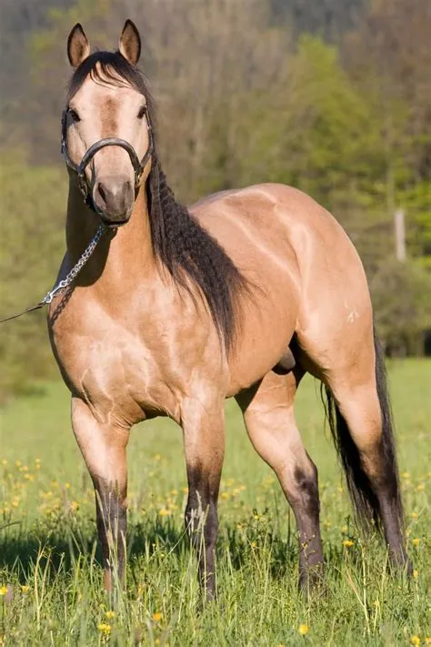 What country breeds the fastest horses?