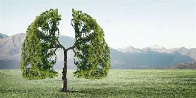 Do trees use oxygen?