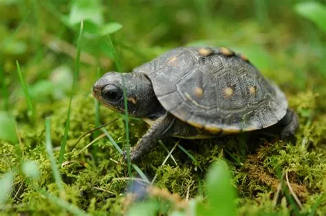 How old is the first turtle?