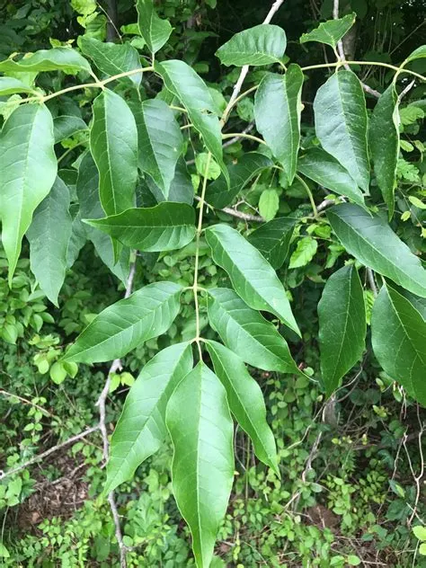 What eats a green ash?