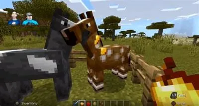 What do horse eat in minecraft?