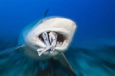 Do sharks eat their teeth?