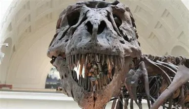 Could t. rex eat bones?