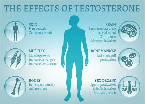 Does ejaculating more lower testosterone?