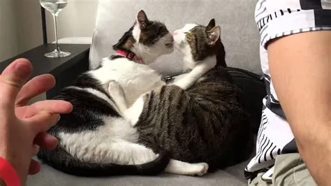 What does kitty kisses mean?