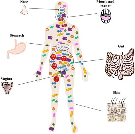 Which human body has the most bacteria?