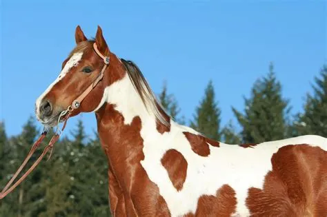 Is a paint a horse breed?