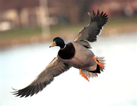 What is flight duck?