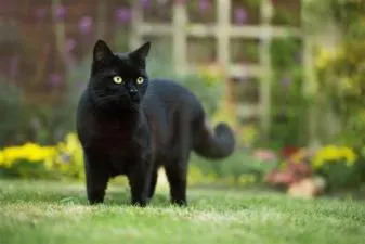 Is all black cat rare?