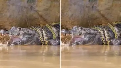 Can an anaconda crush a crocodile?