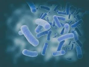 How was the first bacteria born?