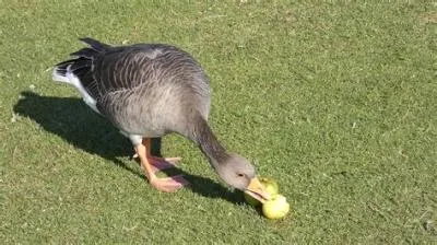 Is goose nice to eat?