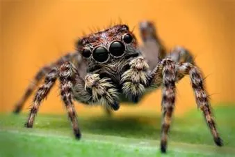 What is a smart spider?