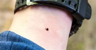 How long should a tick be on you?