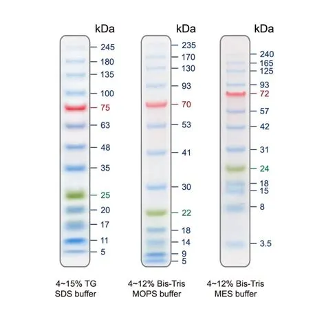 What is kda of protein?