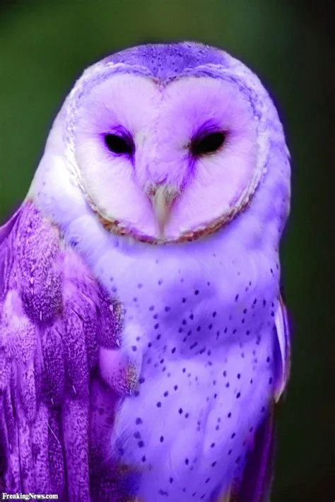 Is there a real pink owl?