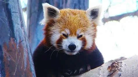 Who is the oldest red panda?