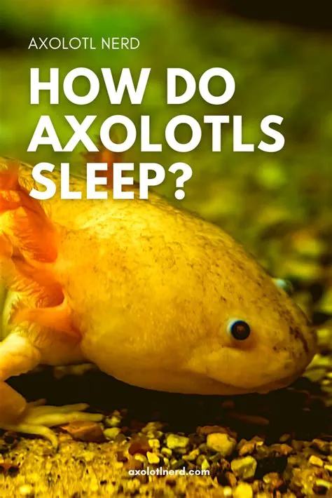 Do axolotls feel pain?