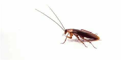 Are roaches embarrassing?