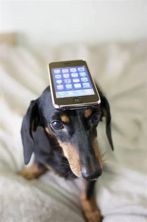 Can dogs see phones?