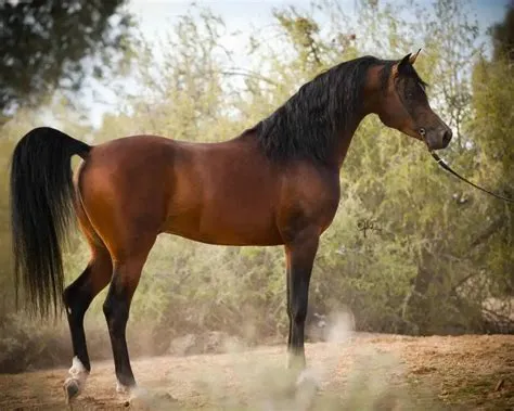 Are arabian horses good for beginners?