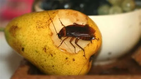 Do cockroaches hate lemon?