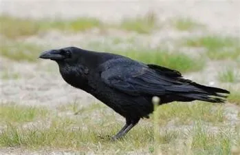 Is a raven a rook?