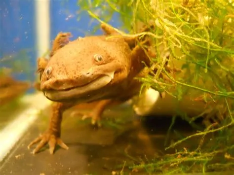 Is sand ok for an axolotl?