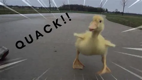 How fast is a duck running?