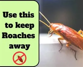 What smells keep roaches away?