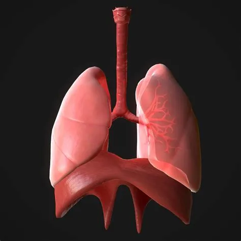 Can anyone live with one lung?