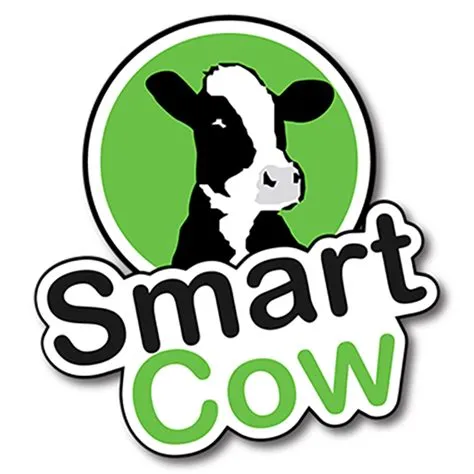 How smart is a cow?