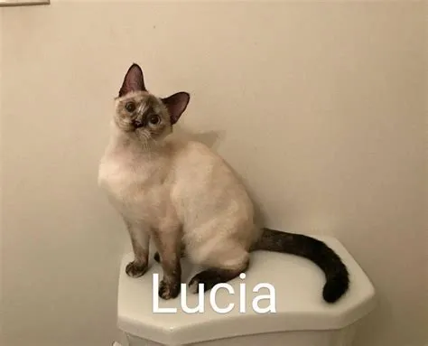 Why wont it let me adopt lucia?