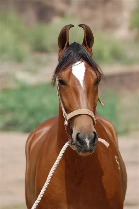 Are there wild horses in india?