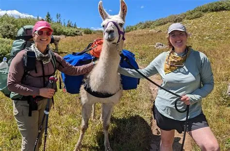 Can a llama carry a person?