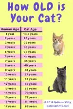 Is 50 cat years old?